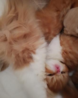 Cuccioli persiani
