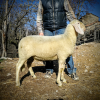 Agnello bergamasco