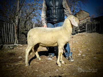 Agnello bergamasco