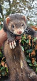 Furetto