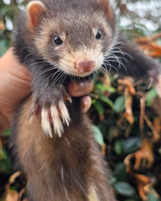 Furetto