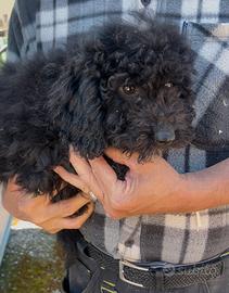 Cuccioli di barboncino nero nano