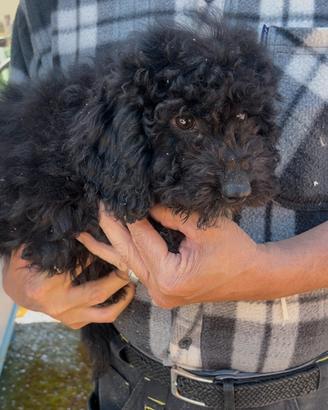 Cuccioli di barboncino nero nano