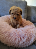 barboncino-toy-mini-red-brown-anche-a-rate
