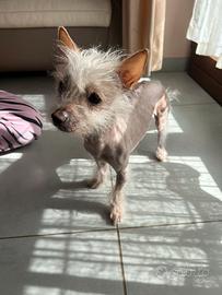 Piccolissimo cresten dog di 10 mesi