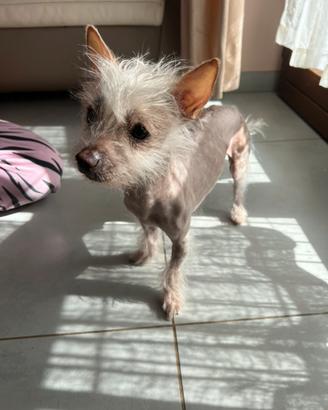 Piccolissimo cresten dog di 10 mesi