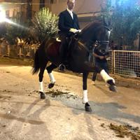 Puledrona PRE del 2021