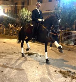 Puledrona PRE del 2021