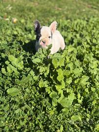 Bulldog francese