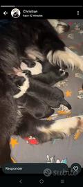 Cuccioli di border collie
