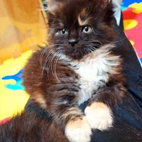 Cucciola Maine Coon con Pedigree