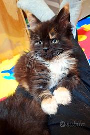 Cucciola Maine Coon con Pedigree