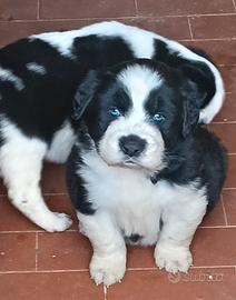 Cuccioli Terranova inc