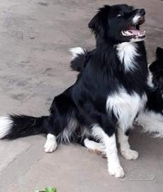Border collie