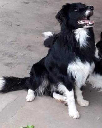 Border collie