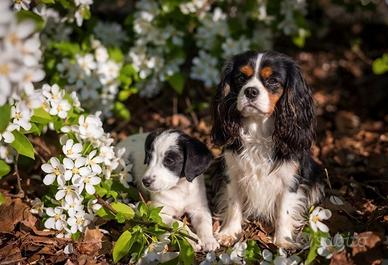 Cuccioli maschi due mesi cocker cavalier