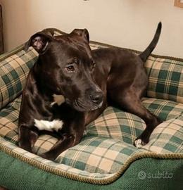 Simil Pitbull 1 anno e mezzo