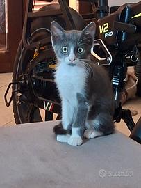 gattino