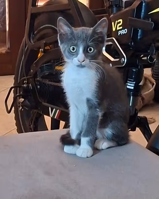 gattino