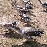 Oche e Nane di oltre 2 mesi