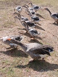 Oche e Nane di oltre 2 mesi