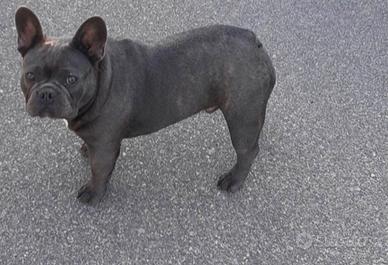 Bulldog francese