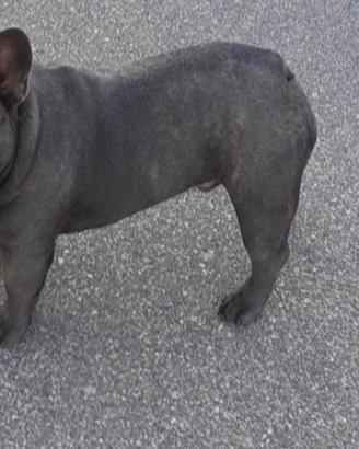 Bulldog francese