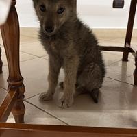 Cane lupo cecoslovacco