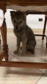 Cane lupo cecoslovacco