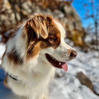 Pastore australiano per monta