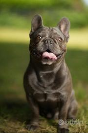 Ugo Bulldog Francese