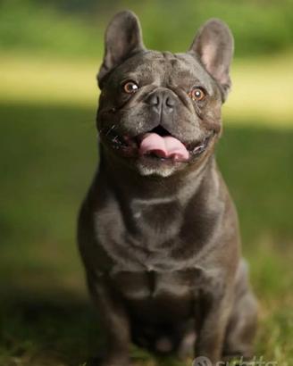 Ugo Bulldog Francese