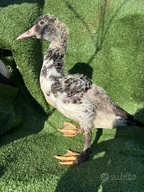 Anatra Muta - Giovane Maschio Pezzato Grigio/Nero