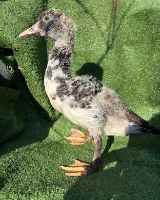 Anatra Muta - Giovane Maschio Pezzato Grigio/Nero