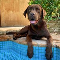 Labrador cioccolato per accoppiamento