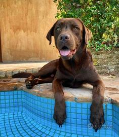 Labrador cioccolato per accoppiamento