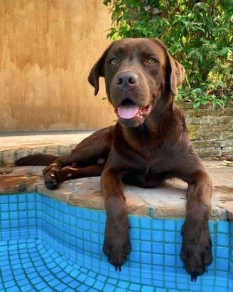 Labrador cioccolato per accoppiamento