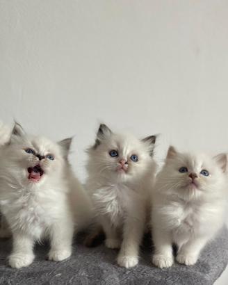 Ragdoll cuccioli