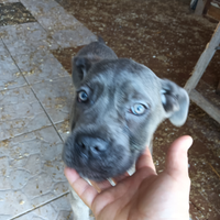 Cuccioli di cane corso