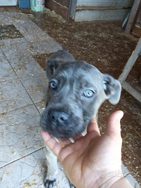 Cuccioli di cane corso