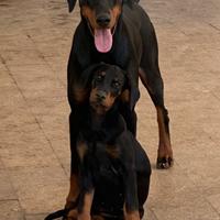 Dobermann cuccioli
