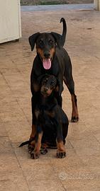 Dobermann cuccioli