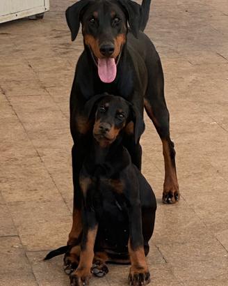 Dobermann cuccioli