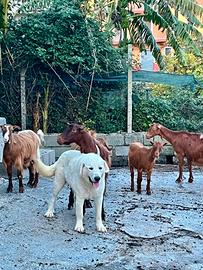 Pastore Maremmano Abruzzese