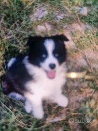 Cuccioli border collie IN ADOZIONE