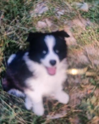 Cuccioli border collie IN ADOZIONE