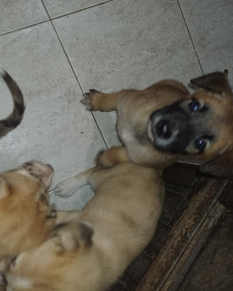 Cuccioli di cane