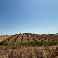 Terreno agricolo uliveto