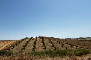 Terreno agricolo uliveto