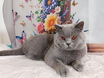 British Shorthair per accoppiamento 